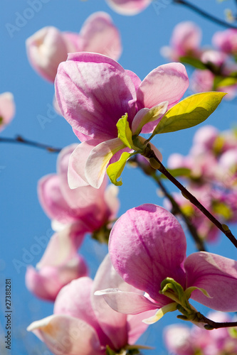 Board z aluminiowym obramowaniem Wiosenne kwiaty magnolii na jasnym tle nieba.
