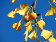 © ConstanzeK - Ginkgo biloba - Fruits