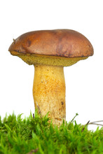 Single Boletus Badius Mushroom  On The Green Moss