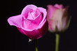Rosenblüte in pink