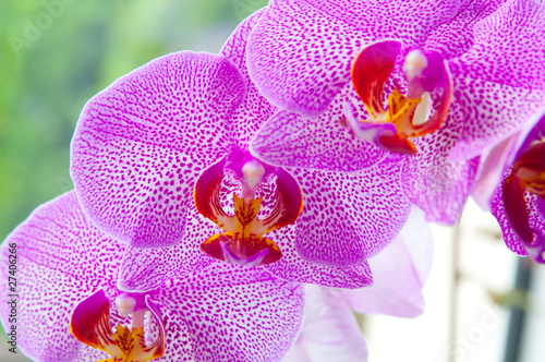 Tapeta ścienna Różowa orchidea
