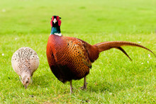 Pair Of European Ring Necked Pheasants Vibrant On Grass