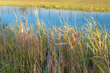 Cattails And Reed