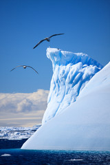 Wall Mural - antarctic iceberg
