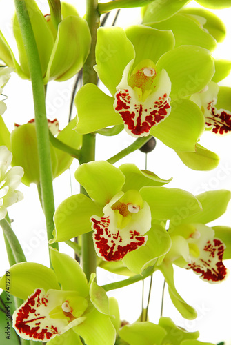 Obraz na płótnie canvas czteroczęściowy "tetraptyk" Piękna orchidea