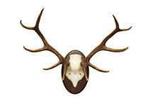Antlers Of A Huge Stag, Mounted On A Wooden Plate