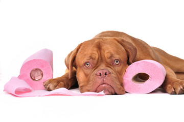 Puppy with two rolls of toilet paper