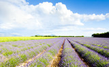 Fototapeta Lawenda - lavender field, Plateau de Valensole, Provence, France