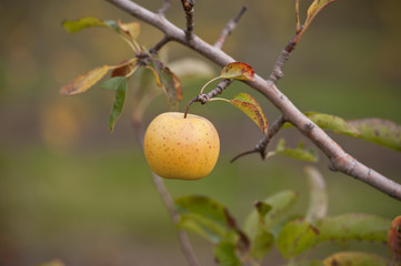 Wall Mural - Pomme Golden