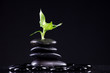 Schwarze glänzende Massage Steine mit Bambus Blüte closeup