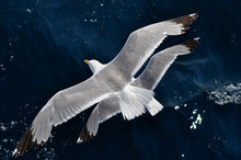 Seagull And Dark Blue