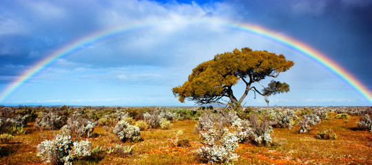 Fototapeta drzewa pustynia panorama australia krzew