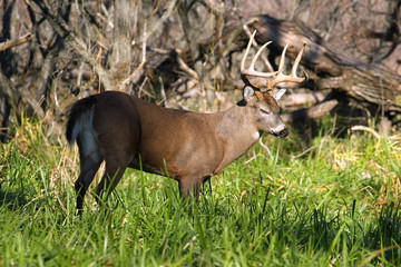 Wall Mural - White-tailed Deer Buck