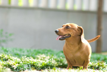 Wall Mural - puppy