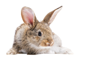 one young light brown rabbits isolated on white