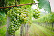 White Grapes in a Vineyard
