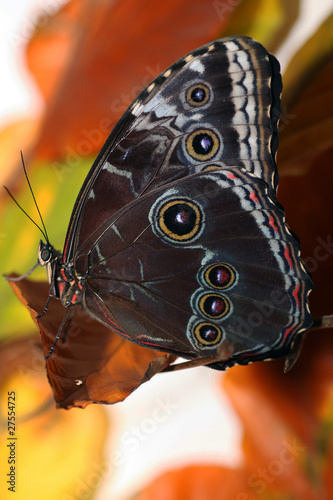 Tapeta ścienna Niebieski spód motyla morpho