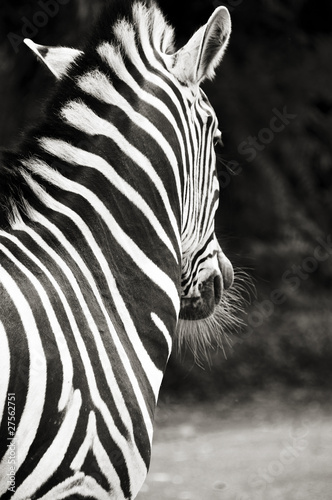 Plakat na papierze fotorealistycznym Zebra