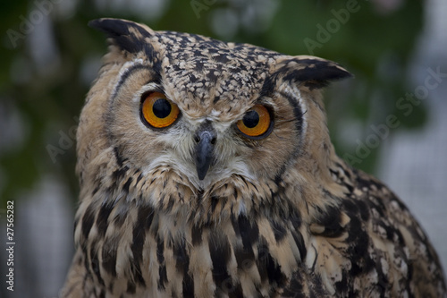 かわいいミミズクのアップ Stock Photo Adobe Stock