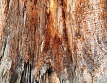 Tree Bark Damage Texture On Mature Conifer