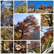 Colori dell'autunno collage