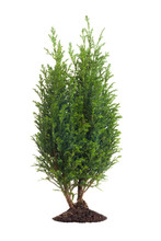 Small Pine Tree Isolated On White