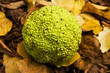 © remmy55 - Therapeutic poison orange (Maclura aurantiaca)