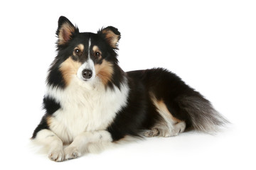 Wall Mural - Shetland Collie dog lying on a white background