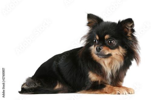 Long Haired Chihuahua Buy This Stock Photo And Explore Similar