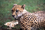 Fototapeta Sawanna - cheetah