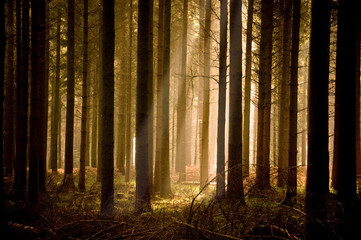 Warm Sunbeams Through A Forest