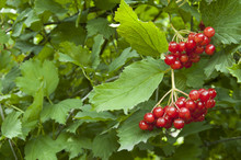 Red Berries Of The Viburnum