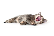 Cute Tabby Kitten Laying Down And Yawning