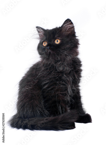 Black British Longhair Kitten Buy This Stock Photo And Explore