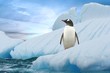 Eselspinguin (Antarktis) - Gentoo Penguin (Antarctica)