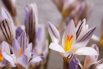 Wall Mural - Snowdrop