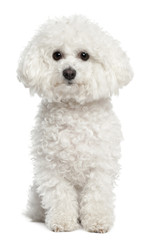 Wall Mural - Bichon frise, 5 years old, sitting in front of white background