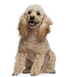 Poodle, 9 years old, sitting in front of white background