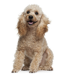 Wall Mural - Poodle, 9 years old, sitting in front of white background