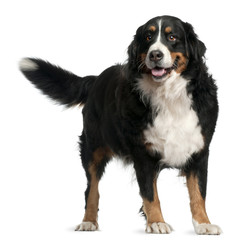 Wall Mural - Bernese mountain dog, 4 years old, standing