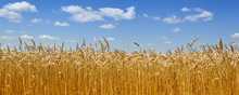 Gold Wheat Field