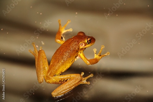 Plakat na papierze fotorealistycznym Cubanischer baumfrosch