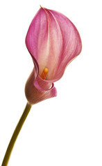 Wall Mural - pink calla