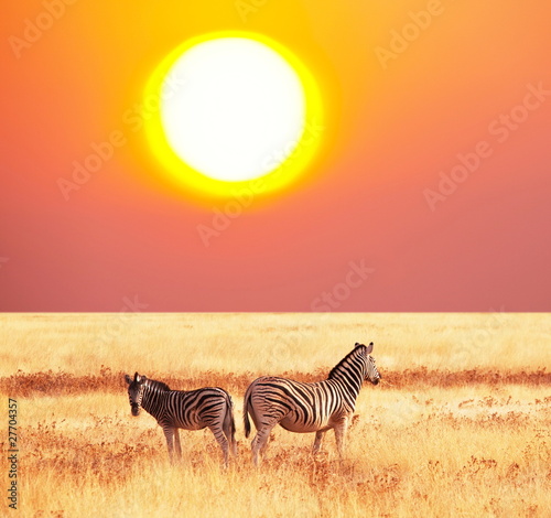 Plakat na papierze fotorealistycznym Zebra