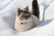 chat dans la neige