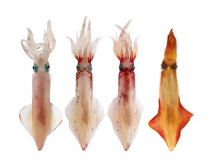 Wall Mural - Squid Loligo vulgaris in a row seafood