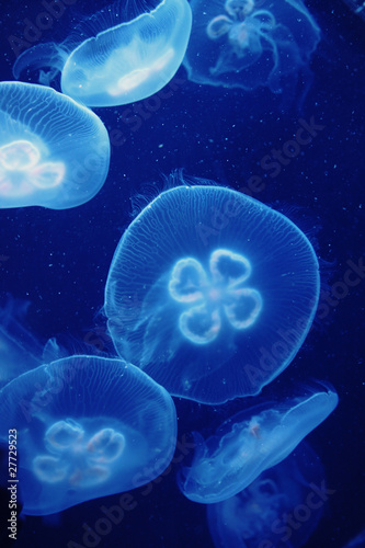 Tapeta ścienna Meduza