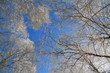 Trees in the frost on the background of blue sky