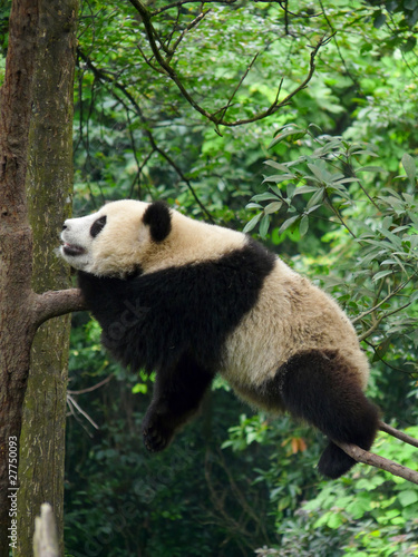 Obraz na płótnie canvas Gigantyczna panda