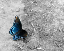 Red-Spotted Purple Butterfly Color On Black And White